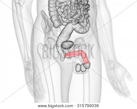 3d rendered medically accurate illustration of the corpus cavernosum