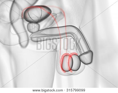 3d rendered medically accurate illustration of the epididymis