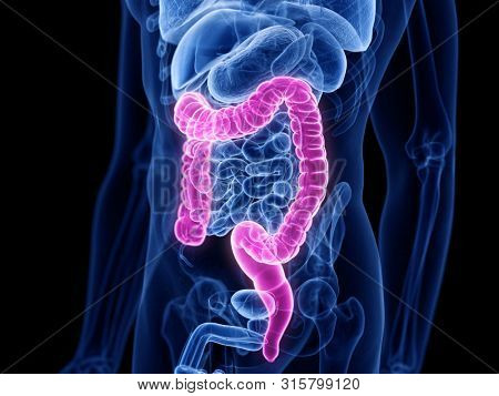 3d rendered medically accurate illustration of the large intestine