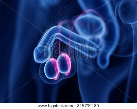 3d rendered medically accurate illustration of the epididymis