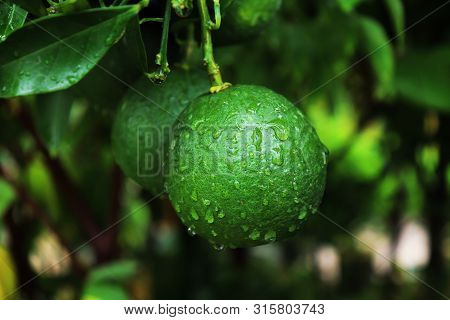 Green Malta Fruit On Malta Tree. Beautiful Green Malta