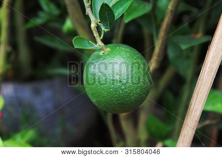 Isolated Close-up Green Malta. Beautiful Malta Fruit
