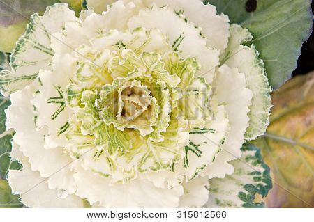 Ornamental Cabbage Plant Close Up. Beautiful Cabbage Harvest. Decorative Cabbage With White Leaves T