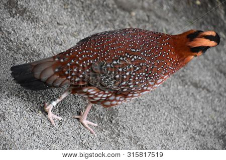 A Colorful Malay Great Argus Bird In The Wild