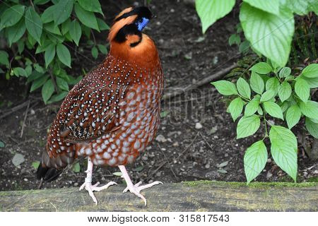 A Colorful Malay Great Argus Bird In The Wild