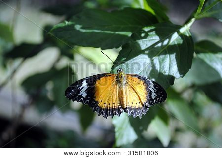 Hecale Longwing 蝶