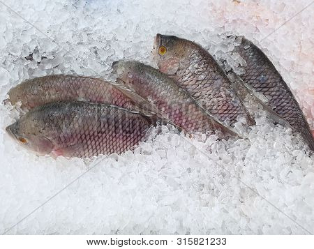Top View Of Giant Gourami Fish On Ice As A Background For Sale In The Fish Market At Thailand, Space