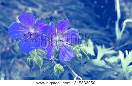 Flowers Of Polemonium Caeruleum Blue - Medicinal Herb Close Up
