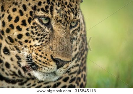 Close-up Of Male Leopard Face Angled Down