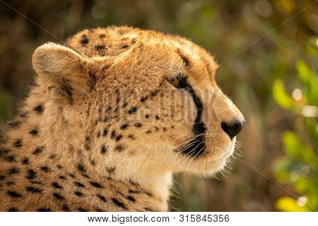 Close-up Of Female Cheetah Head In Profile
