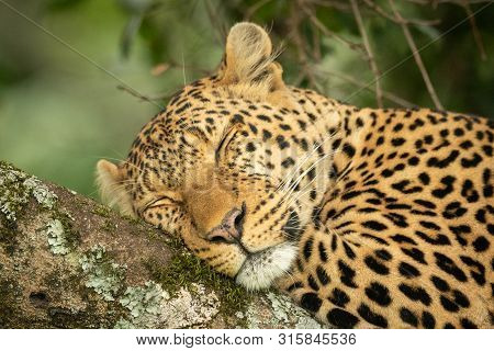 Close-up Of Leopard Sleeping On Lichen-covered Branch