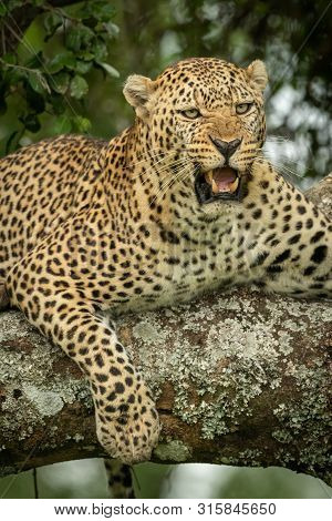 Close-up Of Leopard Lying Snarling On Branch