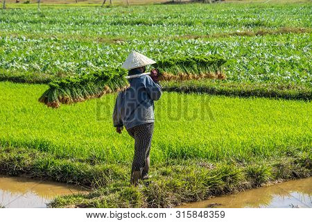 Local Villagers Working In A Rice Field In The Champasak Valley, Laos In Southeast Asia
