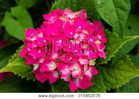 Hydrangea Blossom On A Sunny Day. Flowering Hydrangea Plant. Blooming Flowers In The Summer Garden. 
