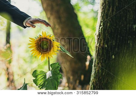Hand Of A Businessman Over A Beautiful Blooming Sunflower Groeing In A
Forest In A Conceptual Image.
