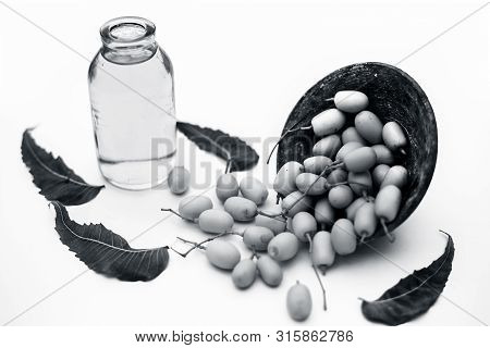 Fresh Green Neem Fruit Of Indian Lilac Fruit In A Clay Bowl Isolated On White Along With Its Oil In