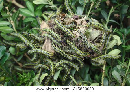Many Box Tree Moths On Box Leaves