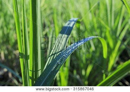 Drops Of Water On Sugarcane Leaves, Fresh Sugarcane Leaves With Sunrise, Fog And Natural Background
