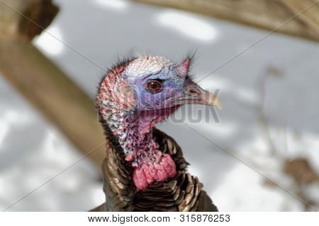 Close-up of a Wild Turkey (Meleagris gallopavo) at Lynde Shores Conservation Area, Whitby, Ontario, Canada
