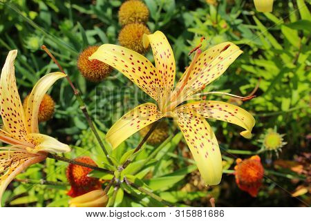 Close-up Of Yellow Tiger Lily In The Garden