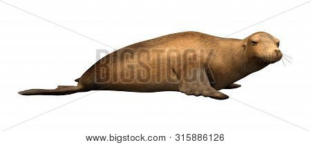 3D Rendering Harbor Seal On White