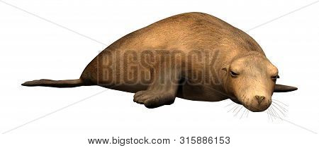 3D Rendering Harbor Seal On White