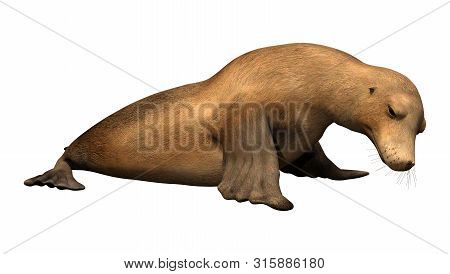 3D Rendering Harbor Seal On White