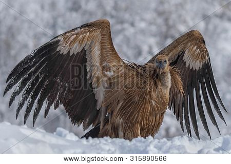 Griffon Vulture(gyps Fulvus) With Wide Open Wings, In Wintertime.
