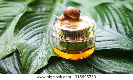 Snail And A Jar Of Skin Cream On Green Leaves With Rain Drops Background. Snail Slime. Beauty Concep