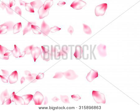 Spring Tree Flowers Parts, Airy Flying Petals Windy Blowing Background. Pink Sakura Blossom Falling 