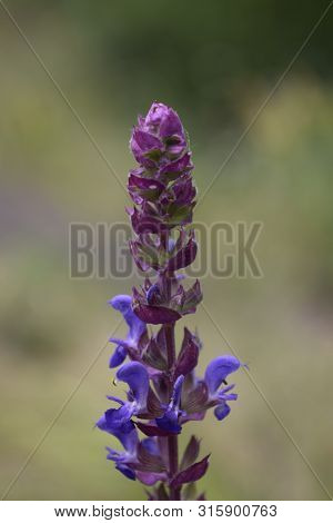 Blue Flower Lupinus Angustifolius. Wolf Beans Plant