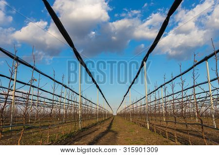 Apple Orchard With Anti-hail Net In March, Serbia