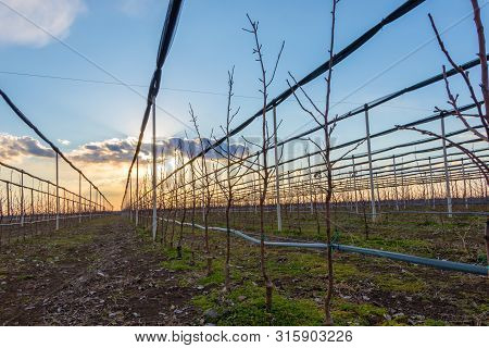 Anti Hail Net, Agriculture Net At An Apple Orchard In March, Serbia