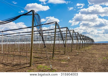 Apple Tree Plantation With Golden Delicious Apple Trees In Early Spring, Agriculture In Serbia