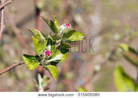 Golden Delicious Apple Tree Flower At The Apple Orchard In March