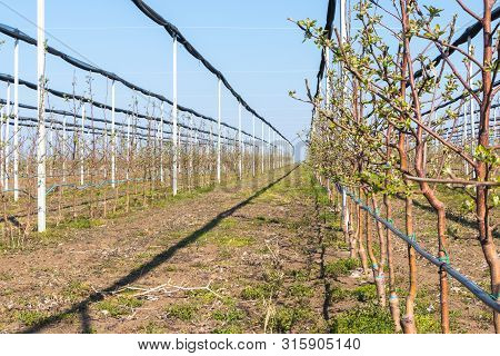 Selective Focus Of Four Years Old Golden Delicious Trees In The Apple Orchard In March, Kisac, Serbi