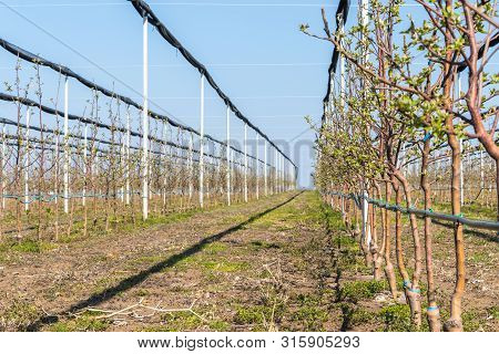 Four Years Old Golden Delicious Trees At The Apple Orchard In March, Selective Focus