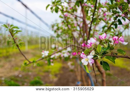 Close Up Of Tree Branches Of The Golden Delicious Apple Trees At The Apple Orchard In April, Serbia
