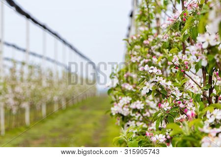 Golden Delicious Apple Tree Flowers At The Apple Orchard In April, Serbia