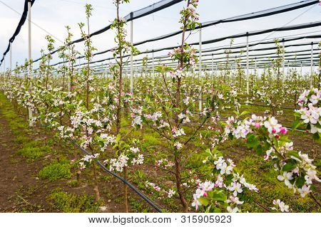 Apple Tree Plantation With Golden Delicious Apple Trees In Early Spring April, Agriculture In Serbia