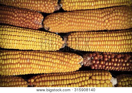 Maize Corn Stack Closeup, Corn Textured Background