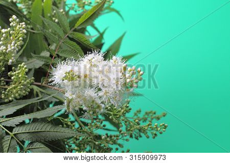 Bright White Flowers (sorbaria Sorbifolia) On A Green Background, Beautiful Thin Stamens. Place For 