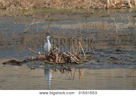 Lille hejre (egretta Garzetta)