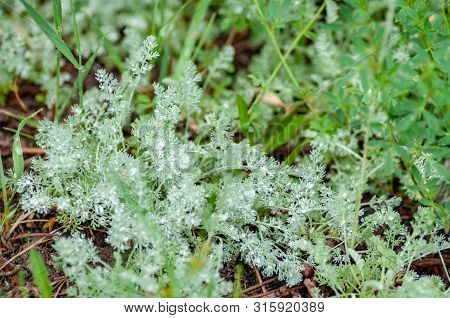 Green Sagebrush Plant With Rain Drops In Altai Mountains, Altai Republic, Siberia, Russia