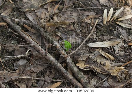 Primavera primo germoglio