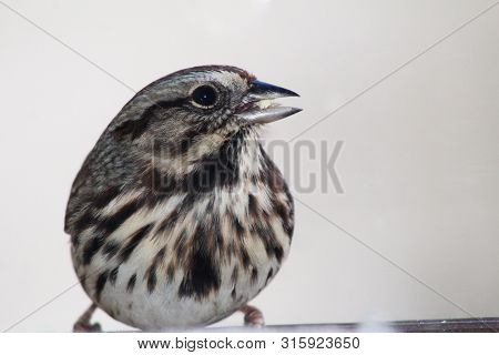 Black And Tan Song Sparrow Looking To The Right