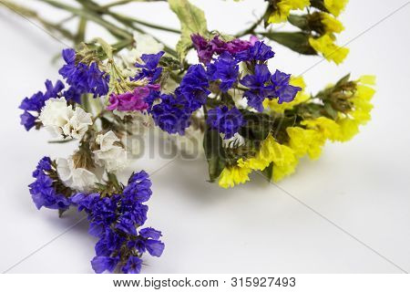 Flower For Postcard Beauty Decoration And Agriculture Concept Design. Beautiful Flower In The Tropic