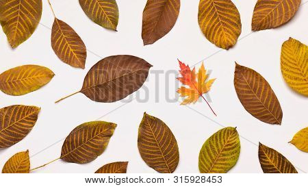 Be Different. Autumn Yellow Leaves Fallen Down On White Background, Panorama