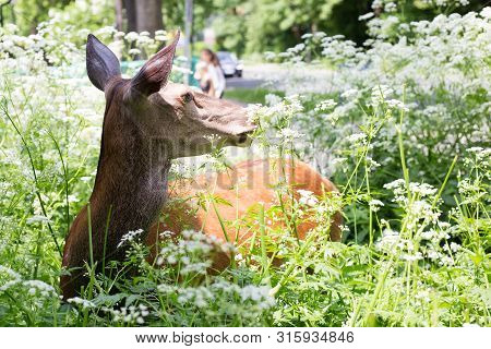Roe Deer Standing In A Village In A Forest In Summer Day. White Wild Flowers. People And Cars Are De