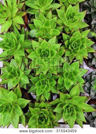 Molodilo Stone Rose And Sedum - Succulent Plants Of The Family Crassulaceae